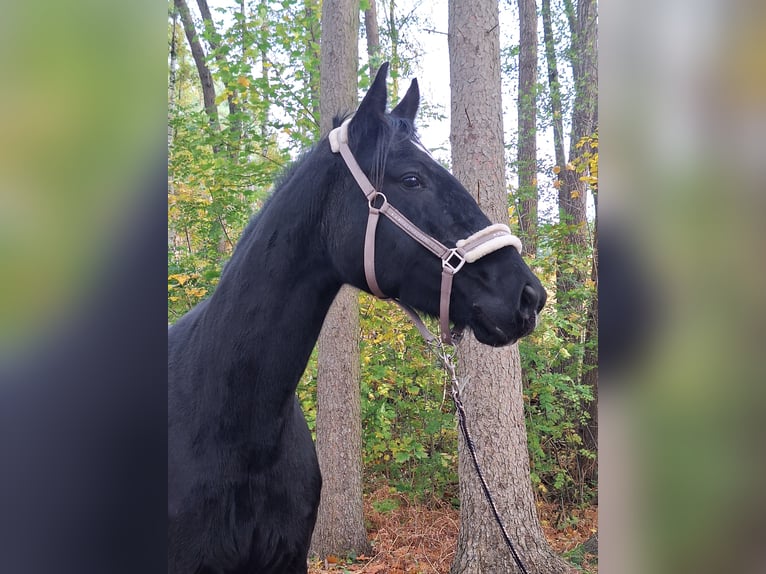 Caballo de deporte alemán Yegua 5 años 175 cm Negro in Neustadt dosse