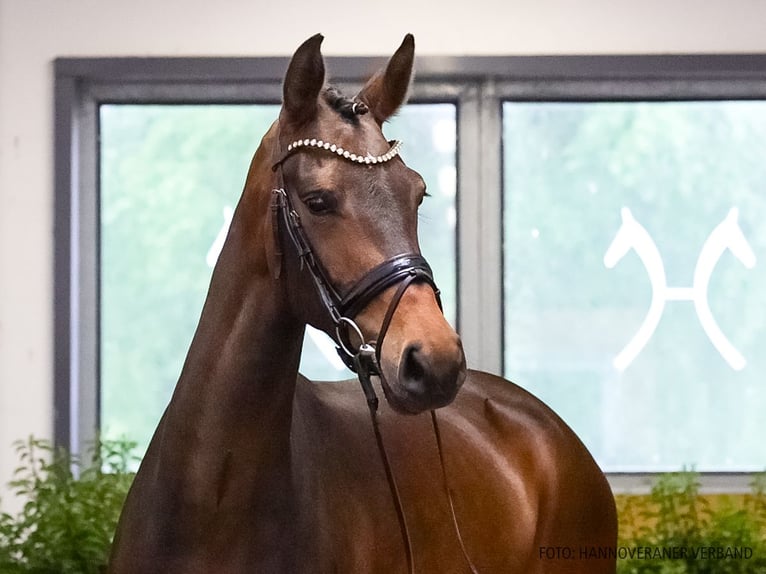 Caballo de deporte alemán Yegua 5 años 176 cm Castaño oscuro in Verden