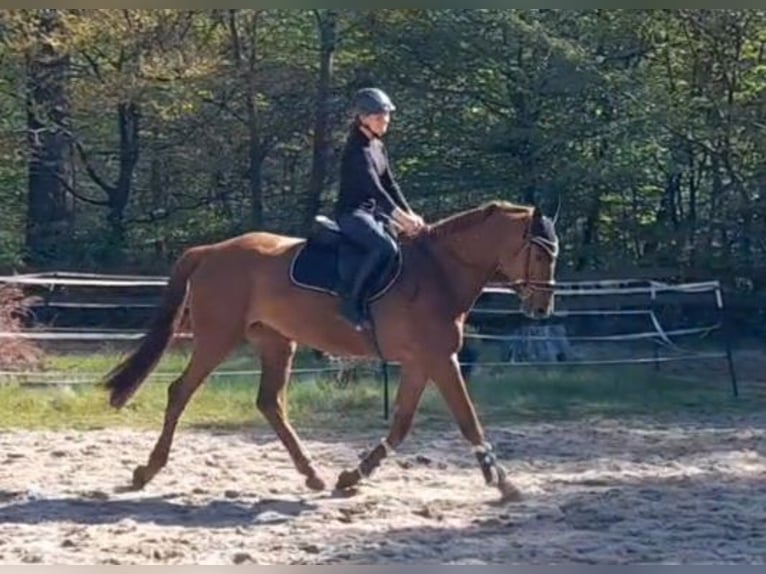 Caballo de deporte alemán Yegua 5 años Alazán in Braunschweig