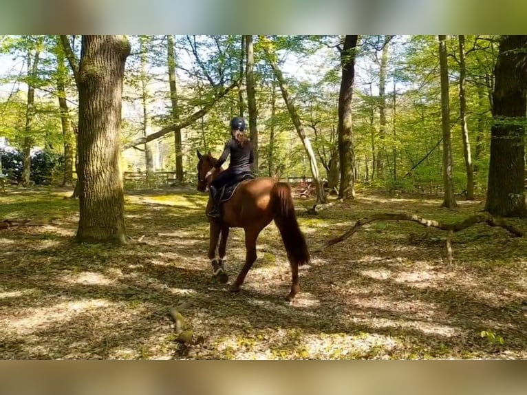 Caballo de deporte alemán Yegua 5 años Alazán in Braunschweig