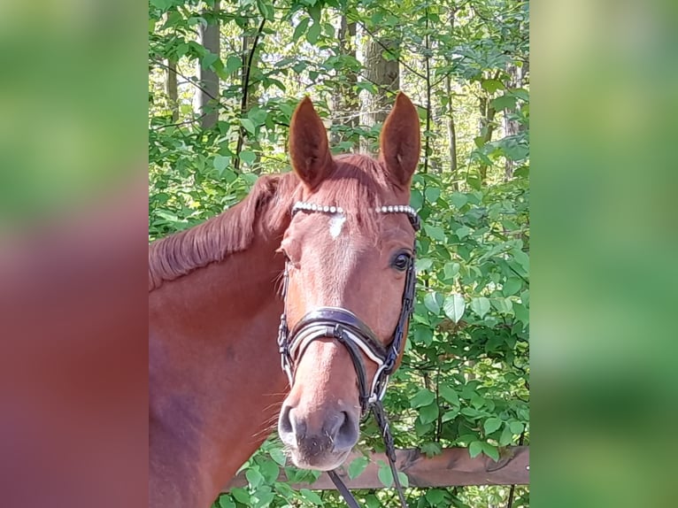 Caballo de deporte alemán Yegua 5 años Alazán in Braunschweig