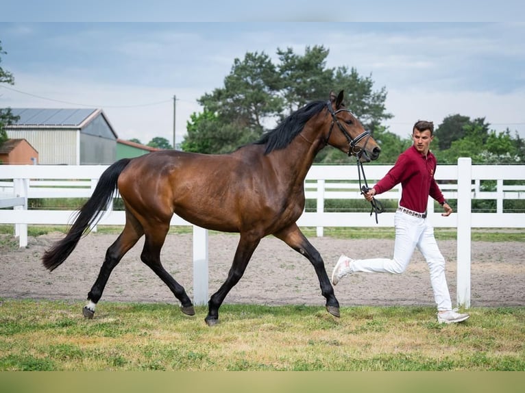 Caballo de deporte alemán Yegua 5 años Castaño in Schönwalde-Glien