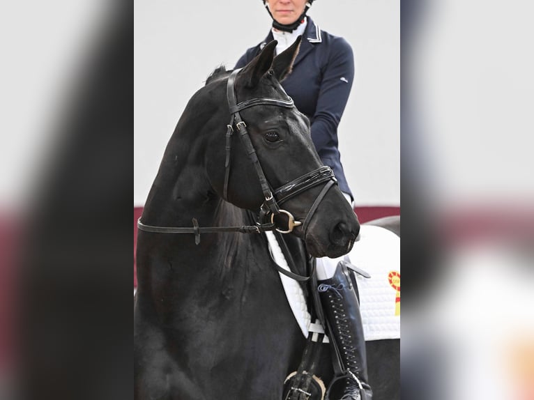 Caballo de deporte alemán Yegua 5 años Negro in Gomadingen