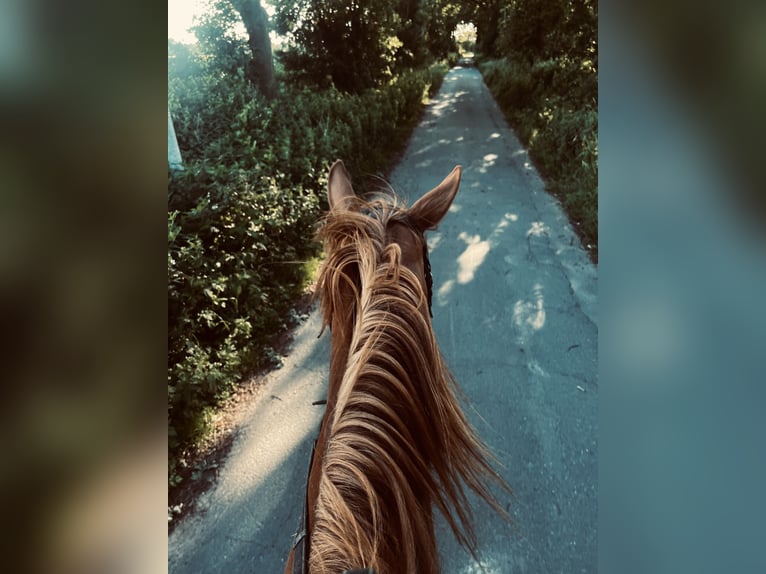 Caballo de deporte alemán Yegua 6 años 160 cm Alazán in Schiffdorf