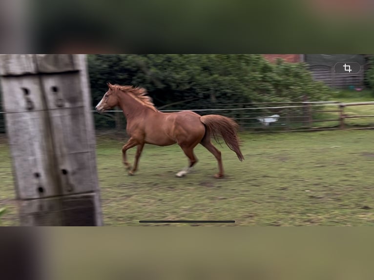 Caballo de deporte alemán Yegua 6 años 160 cm Alazán in Schiffdorf