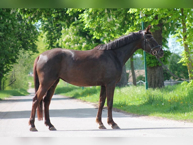 Caballo de deporte alemán Yegua 6 años 160 cm Alazán-tostado in Rohrlack