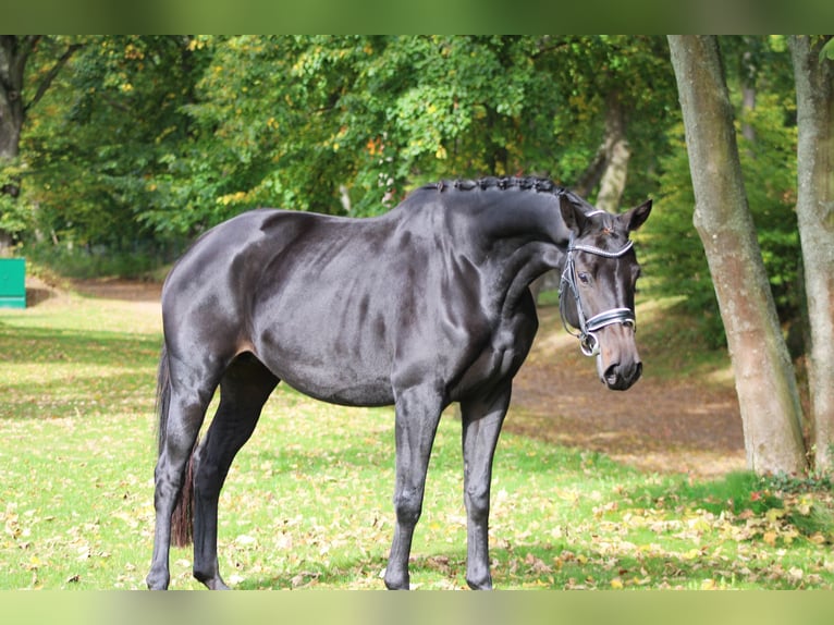 Caballo de deporte alemán Yegua 6 años 160 cm Castaño oscuro in Darmstadt