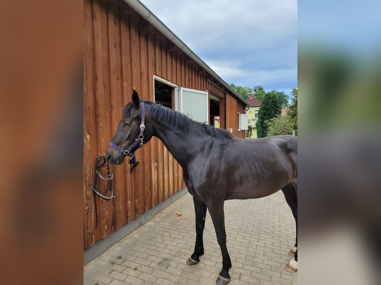 Caballo de deporte alemán Yegua 6 años 160 cm Morcillo in Bautzen