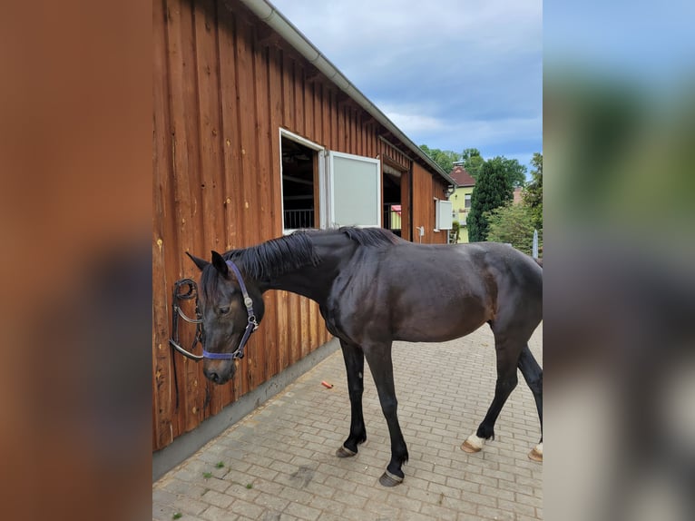 Caballo de deporte alemán Yegua 6 años 160 cm Morcillo in Bautzen