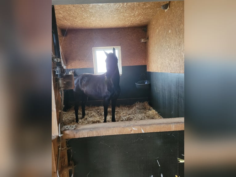 Caballo de deporte alemán Yegua 6 años 160 cm Morcillo in Bautzen