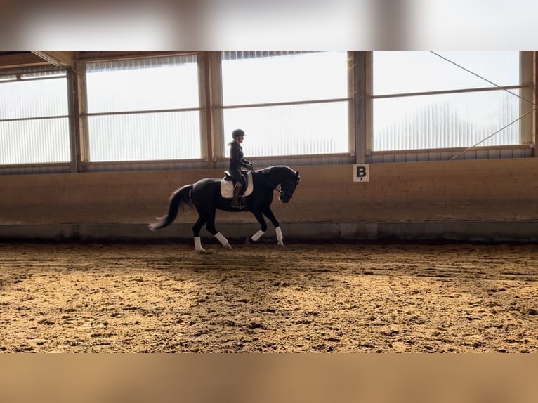 Caballo de deporte alemán Yegua 6 años 160 cm Negro in Langerringen