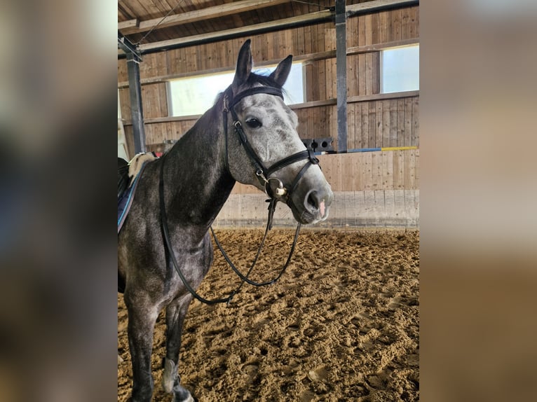 Caballo de deporte alemán Yegua 6 años 160 cm Tordo rodado in Bischofswiesen