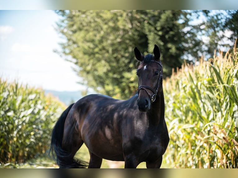 Caballo de deporte alemán Yegua 6 años 161 cm Castaño oscuro in Kirchheim unter Teck