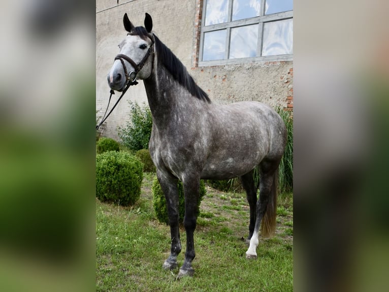 Caballo de deporte alemán Yegua 6 años 161 cm Tordo in Kl&#xF6;tze