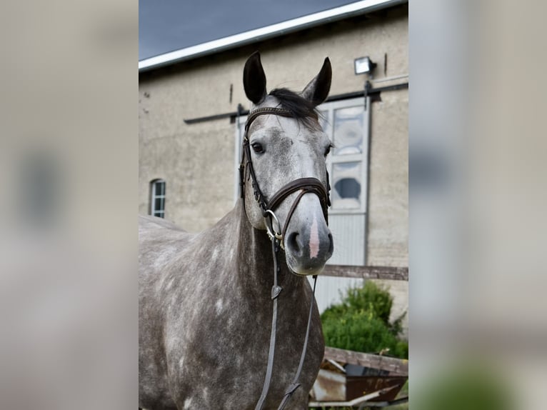 Caballo de deporte alemán Yegua 6 años 161 cm Tordo in Kl&#xF6;tze
