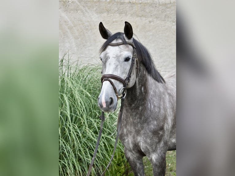 Caballo de deporte alemán Yegua 6 años 161 cm Tordo in Kl&#xF6;tze