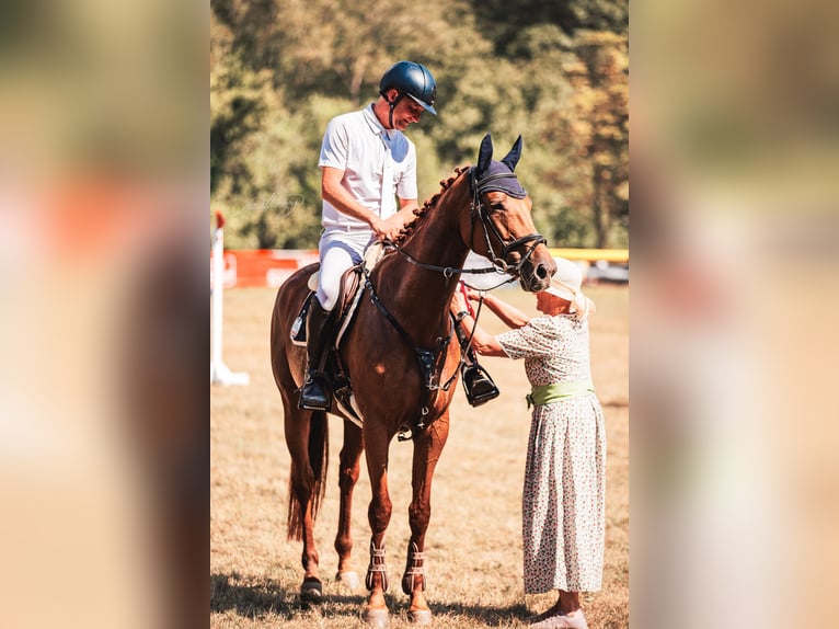 Caballo de deporte alemán Yegua 6 años 162 cm Alazán in Ried am riederberg