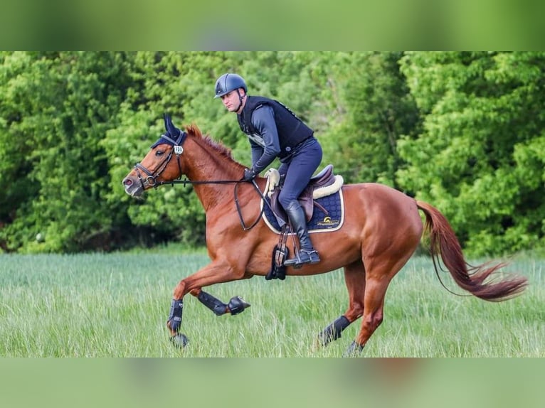 Caballo de deporte alemán Yegua 6 años 162 cm Alazán in Ried am riederberg