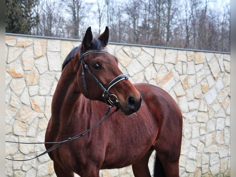 Caballo de deporte alemán Yegua 6 años 162 cm Castaño in Uhingen