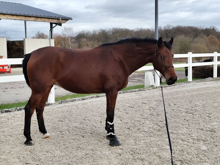 Caballo de deporte alemán Yegua 6 años 162 cm Castaño in Uhingen