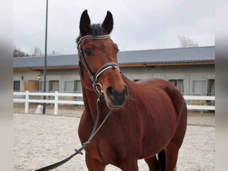 Caballo de deporte alemán Yegua 6 años 162 cm Castaño in Uhingen