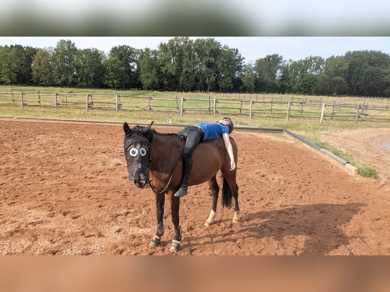Caballo de deporte alemán Yegua 6 años 162 cm Castaño in Leipzig