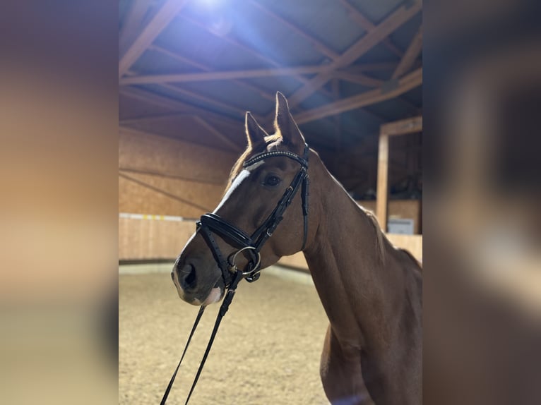 Caballo de deporte alemán Yegua 6 años 163 cm Alazán in Kirchberg an der Iller