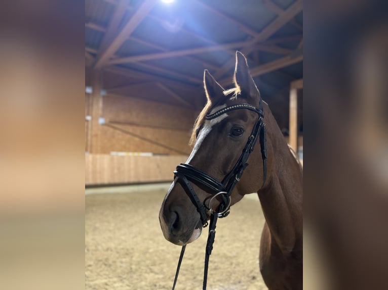 Caballo de deporte alemán Yegua 6 años 163 cm Alazán in Kirchberg an der Iller