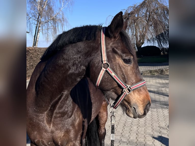 Caballo de deporte alemán Yegua 6 años 163 cm Castaño oscuro in Leonberg