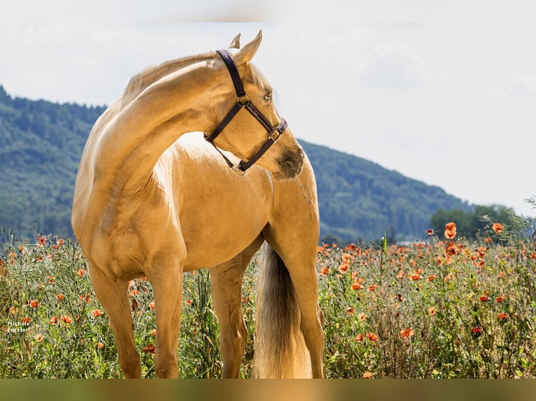 Caballo de deporte alemán Yegua 6 años 163 cm Palomino in Bad Zurzach