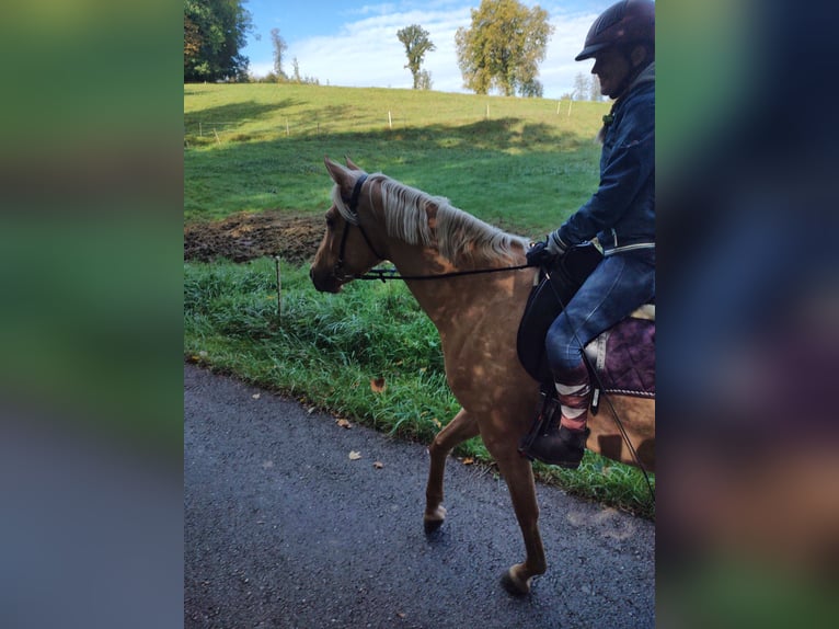 Caballo de deporte alemán Yegua 6 años 163 cm Palomino in Bad Zurzach