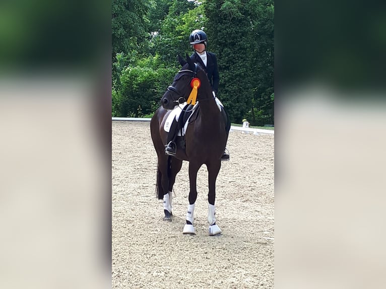 Caballo de deporte alemán Yegua 6 años 164 cm Morcillo in Leipzig