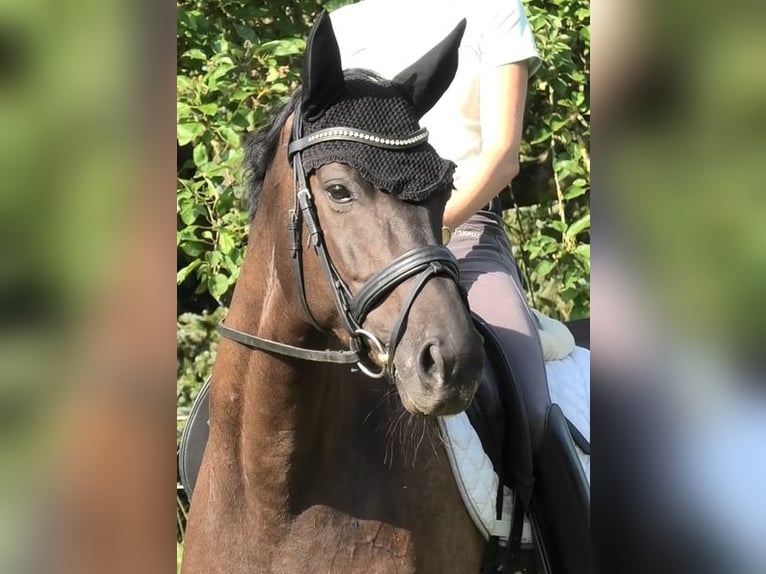 Caballo de deporte alemán Yegua 6 años 164 cm Morcillo in Leipzig