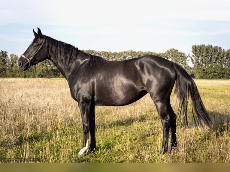 Caballo de deporte alemán Yegua 6 años 164 cm Negro in Liebenwalde