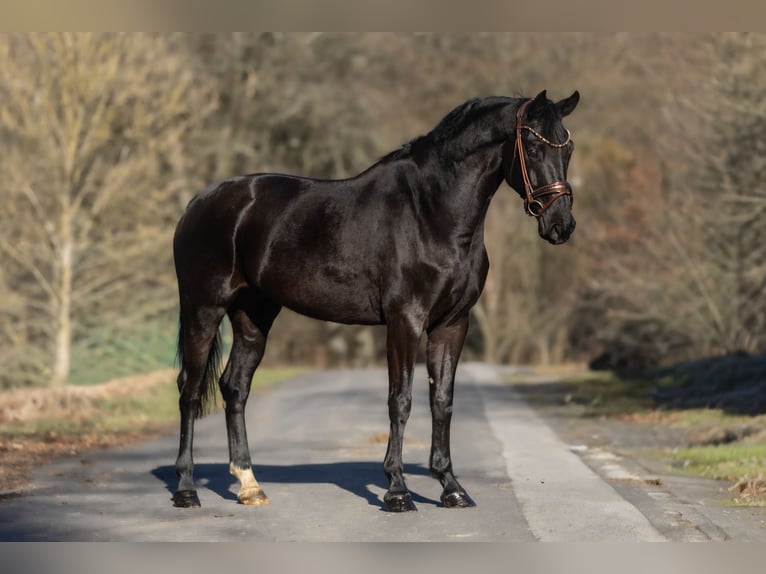 Caballo de deporte alemán Yegua 6 años 164 cm Negro in Windhagen