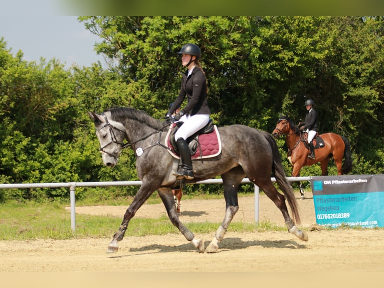 Caballo de deporte alemán Yegua 6 años 164 cm Tordo in Kerken