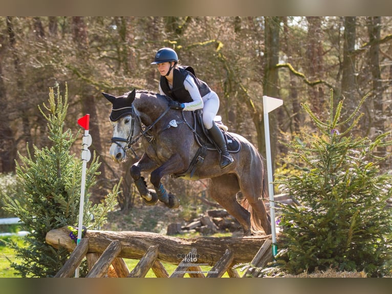 Caballo de deporte alemán Yegua 6 años 164 cm Tordo in Kerken