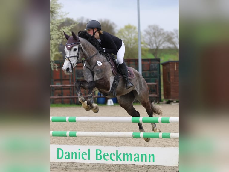 Caballo de deporte alemán Yegua 6 años 164 cm Tordo in Kerken