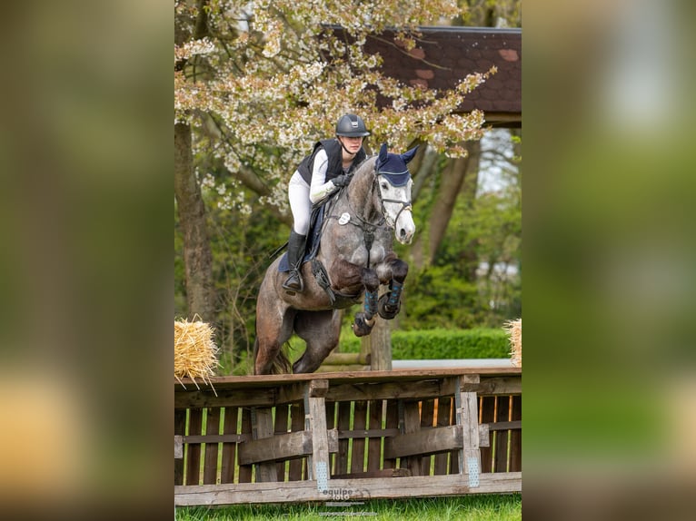Caballo de deporte alemán Yegua 6 años 164 cm Tordo in Kerken
