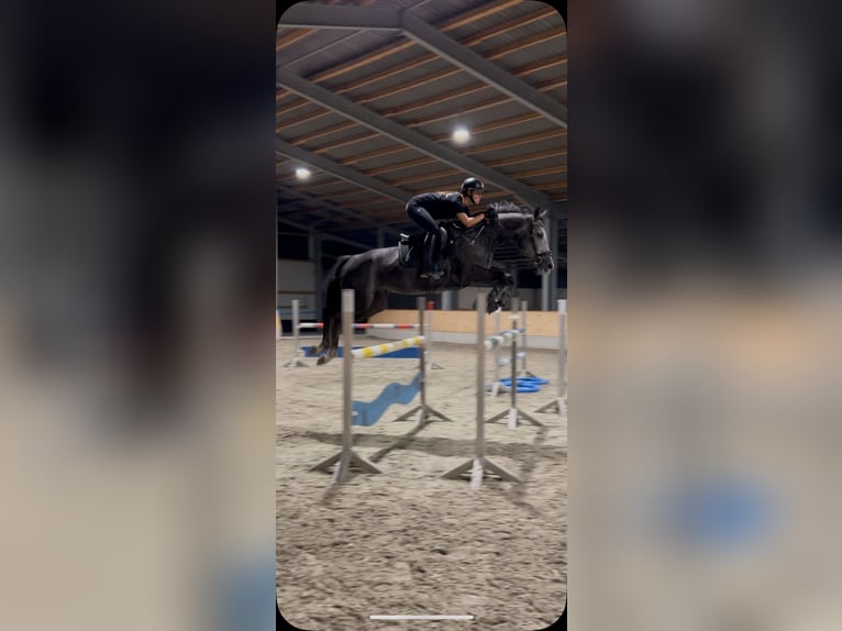 Caballo de deporte alemán Yegua 6 años 164 cm Tordo in Kerken