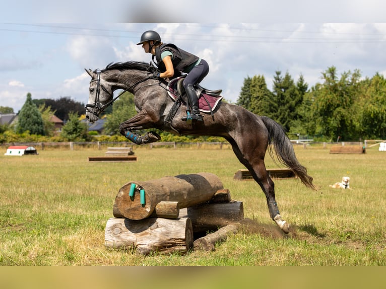 Caballo de deporte alemán Yegua 6 años 164 cm Tordo in Kerken