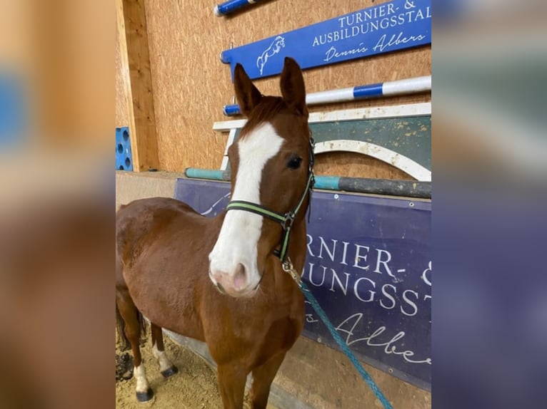 Caballo de deporte alemán Yegua 6 años 165 cm Alazán in Neuenkirchen