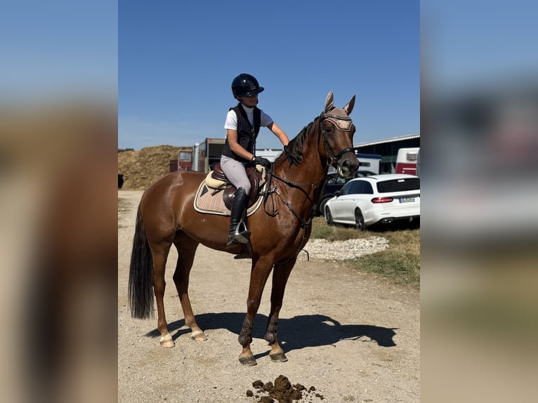 Caballo de deporte alemán Yegua 6 años 165 cm Alazán-tostado in Schlins