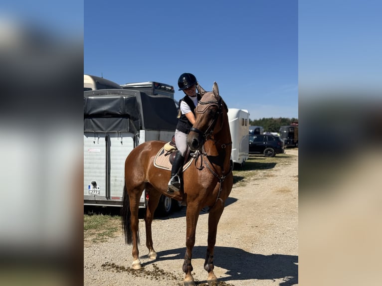 Caballo de deporte alemán Yegua 6 años 165 cm Alazán-tostado in Schlins