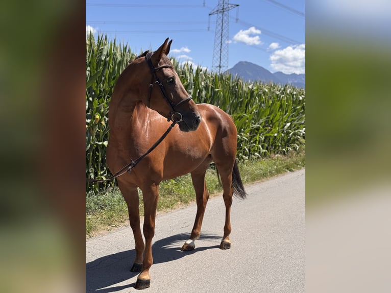 Caballo de deporte alemán Yegua 6 años 165 cm Alazán-tostado in Schlins