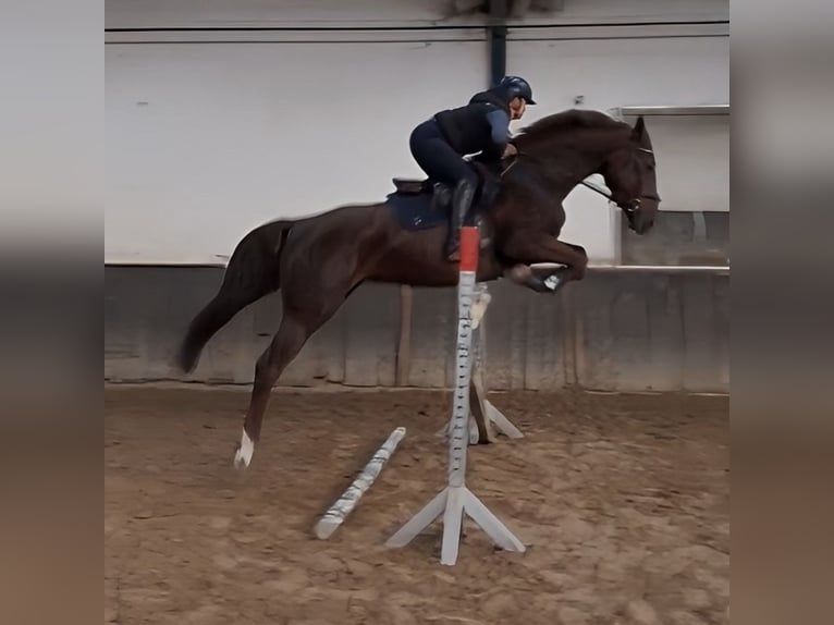 Caballo de deporte alemán Yegua 6 años 165 cm Alazán-tostado in Braunschweig