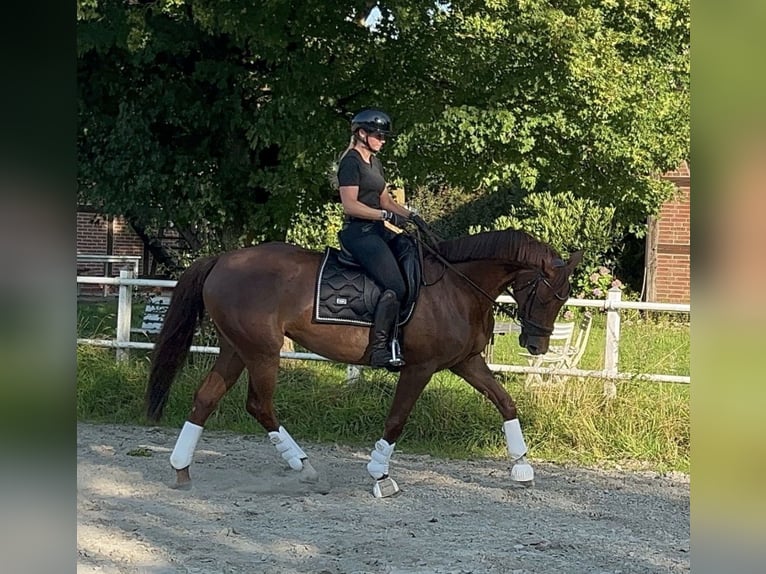 Caballo de deporte alemán Yegua 6 años 165 cm Alazán-tostado in Braunschweig