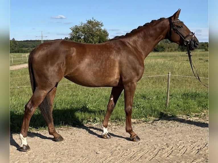 Caballo de deporte alemán Yegua 6 años 165 cm Alazán-tostado in Braunschweig