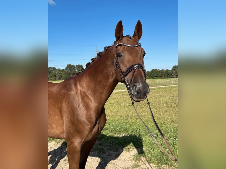 Caballo de deporte alemán Yegua 6 años 165 cm Alazán-tostado in Braunschweig