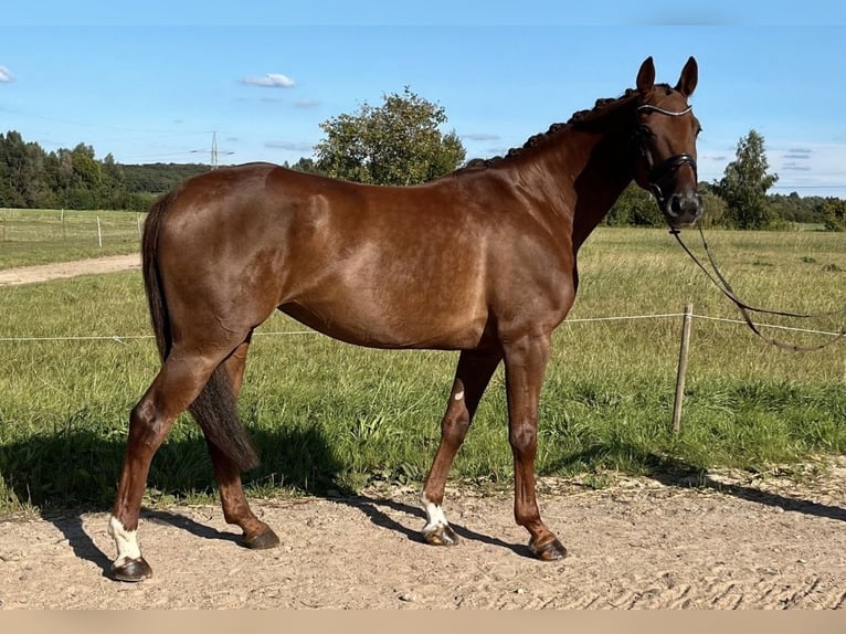 Caballo de deporte alemán Yegua 6 años 165 cm Alazán-tostado in Braunschweig